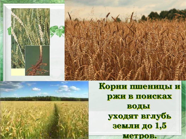 Корни пшеницы и ржи в поисках воды  уходят вглубь земли до 1,5 метров. 
