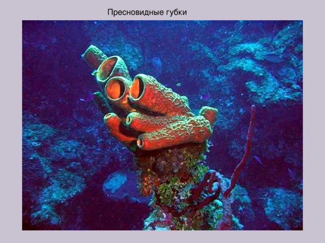 Пресновидные губки 