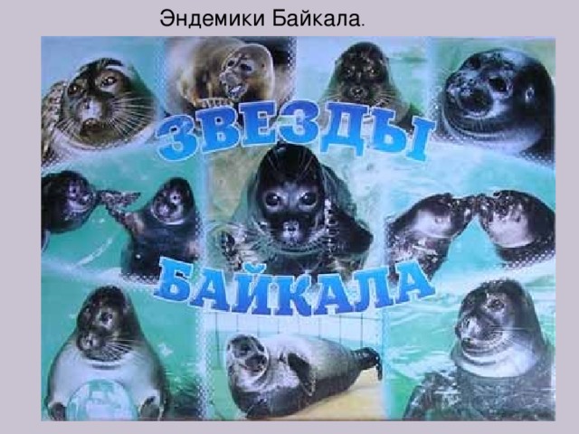 Эндемики Байкала . 
