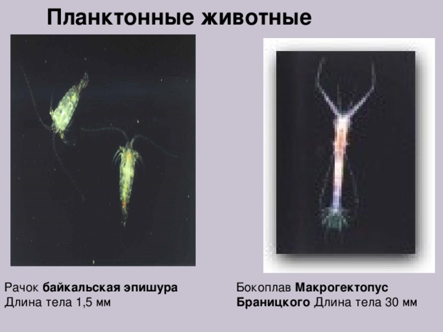 Планктонные животные Бокоплав Макрогектопус Браницкого Длина тела 30 мм Рачок байкальская эпишура  Длина тела 1,5 мм 
