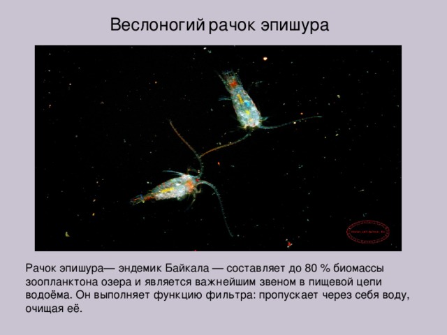 Веслоногий  рачок эпишура Рачок эпишура— эндемик Байкала — составляет до 80 % биомассы зоопланктона озера и является важнейшим звеном в пищевой цепи водоёма. Он выполняет функцию фильтра: пропускает через себя воду, очищая её. 
