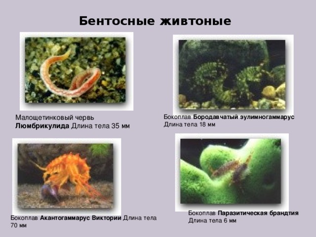 Бентосные живтоные Малощетинковый червь Люмбрикулида Длина тела 35 мм Бокоплав Бородавчатый эулимногаммарус  Длина тела 18 мм Бокоплав Паразитическая брандтия  Длина тела 6 мм Бокоплав Акантогаммарус Виктории Длина тела 70 мм 