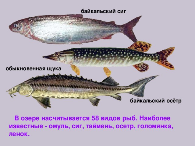 байкальский сиг обыкновенная щука байкальский осётр  В озере насчитывается 58 видов рыб. Наиболее известные - омуль, сиг, таймень, осетр, голомянка, ленок. 