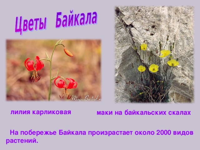 лилия карликовая маки на байкальских скалах  На побережье Байкала произрастает около 2000 видов растений.  
