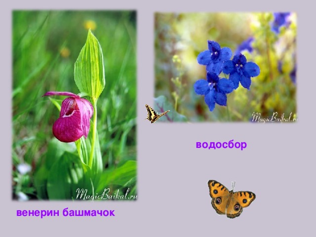 водосбор венерин башмачок 