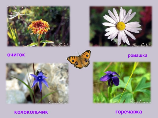 очиток ромашка горечавка колокольчик 