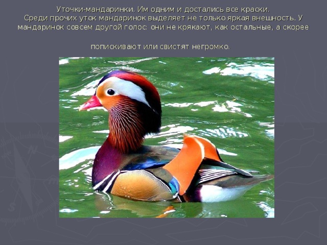 Уточки-мандаринки. Им одним и достались все краски.  Среди прочих уток мандаринок выделяет не только яркая внешность. У мандаринок совсем другой голос: они не крякают, как остальные, а скорее попискивают или свистят негромко.  