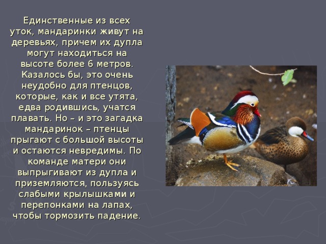 Единственные из всех уток, мандаринки живут на деревьях, причем их дупла могут находиться на высоте более 6 метров. Казалось бы, это очень неудобно для птенцов, которые, как и все утята, едва родившись, учатся плавать. Но – и это загадка мандаринок – птенцы прыгают с большой высоты и остаются невредимы. По команде матери они выпрыгивают из дупла и приземляются, пользуясь слабыми крылышками и перепонками на лапах, чтобы тормозить падение. 