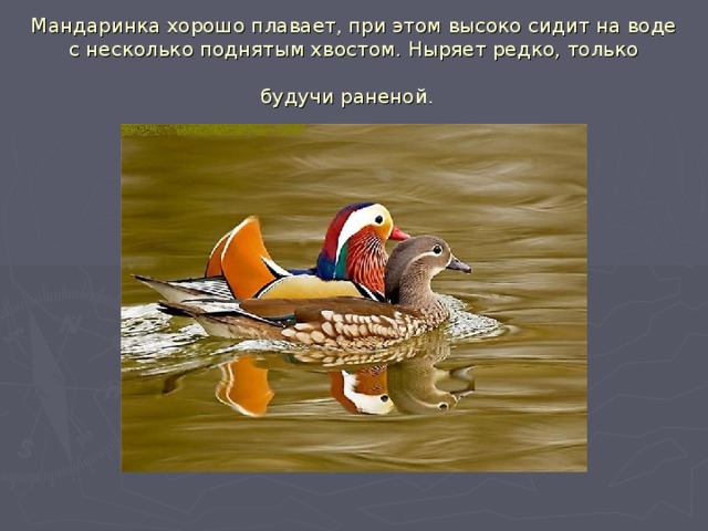 Мандаринка хорошо плавает, при этом высоко сидит на воде с несколько поднятым хвостом. Ныряет редко, только будучи раненой.  