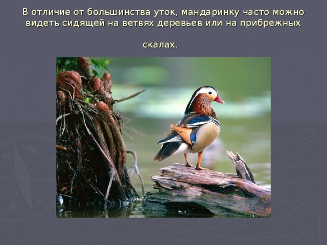 В отличие от большинства уток, мандаринку часто можно видеть сидящей на ветвях деревьев или на прибрежных скалах.  