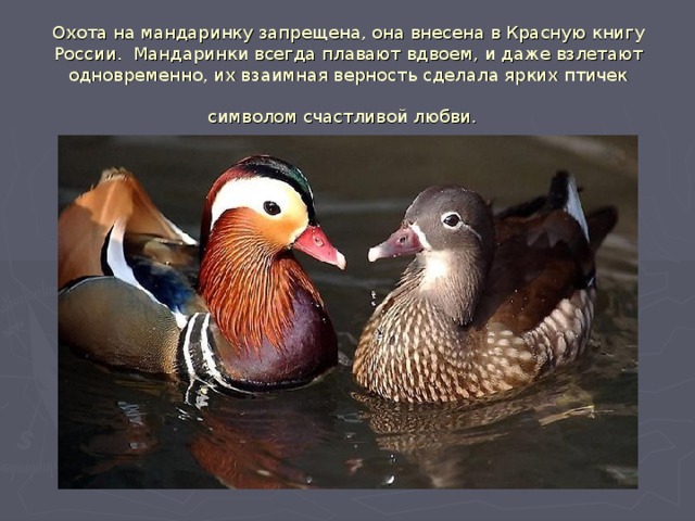 Охота на мандаринку запрещена, она внесена в Красную книгу России. Мандаринки всегда плавают вдвоем, и даже взлетают одновременно, их взаимная верность сделала ярких птичек символом счастливой любви.  