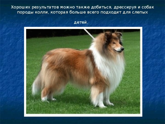 Хороших результатов можно также добиться, дрессируя и собак породы колли, которая больше всего подходит для слепых детей.  