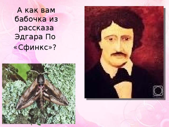 А как вам бабочка из рассказа Эдгара По «Сфинкс»? 