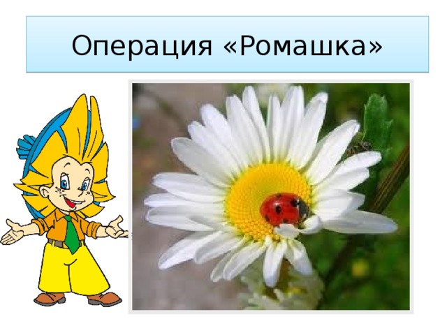 Операция «Ромашка» 