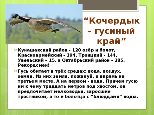 “ Кочердык - гусиный край” Кунашакский район - 120 озёр и болот, Красноармейский - 194, Троицкий - 144, Увельский – 15, а Октябрьский район - 285. Рекордсмен! Гусь обитает в трёх средах: вода, воздух, земля. Из них земля, пожалуй, и впрямь на третьем месте. А на первом - вода. Причем гусю ни к чему тридцать метров под хвостом, он предпочитает мелководья, заросшие тростником, а то и болотца с “блюдцами” воды. 