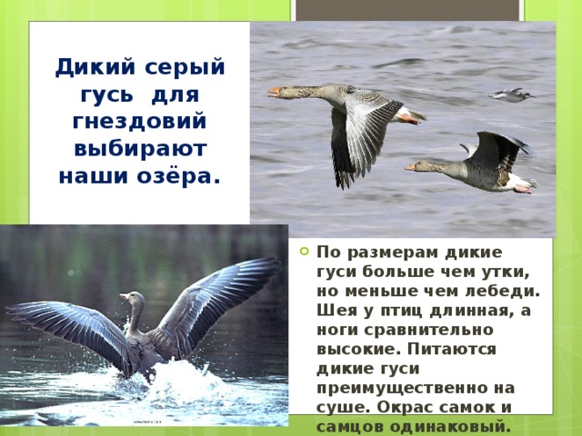 Дикий серый гусь для гнездовий выбирают наши озёра. По размерам дикие гуси больше чем утки, но меньше чем лебеди. Шея у птиц длинная, а ноги сравнительно высокие. Питаются дикие гуси преимущественно на суше. Окрас самок и самцов одинаковый.  