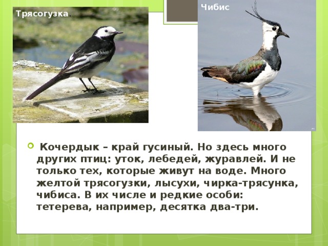 Чибис Трясогузка .  Кочердык – край гусиный. Но здесь много других птиц: уток, лебедей, журавлей. И не только тех, которые живут на воде. Много желтой трясогузки, лысухи, чирка-трясунка, чибиса. В их числе и редкие особи: тетерева, например, десятка два-три. 