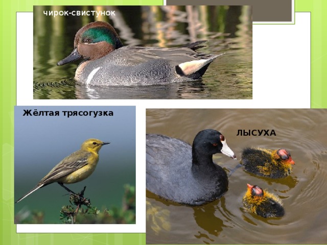 чирок-свистунок  Жёлтая  трясогузка  ЛЫСУХА 