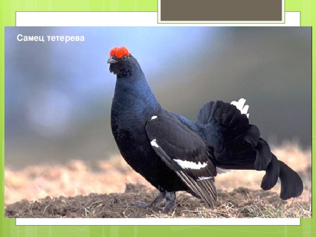Самец тетерева 
