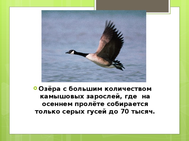 Озёра с большим количеством камышовых зарослей, где на осеннем пролёте собирается только серых гусей до 70 тысяч. 
