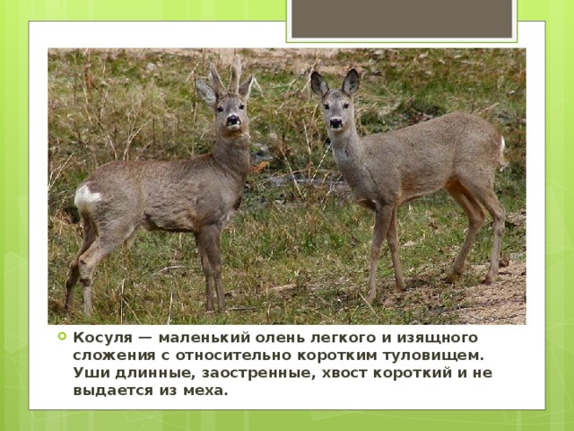 Косуля — маленький олень легкого и изящного сложения с относительно коротким туловищем. Уши длинные, заостренные, хвост короткий и не выдается из меха. 