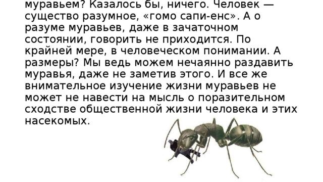 Что может быть общего между человеком и муравьем? Казалось бы, ничего. Человек — существо разумное, «гомо сапи-енс». А о разуме муравьев, даже в зачаточном состоянии, говорить не приходится. По крайней мере, в человеческом понимании. А размеры? Мы ведь можем нечаянно раздавить муравья, даже не заметив этого. И все же внимательное изучение жизни муравьев не может не навести на мысль о поразительном сходстве общественной жизни человека и этих насекомых.  