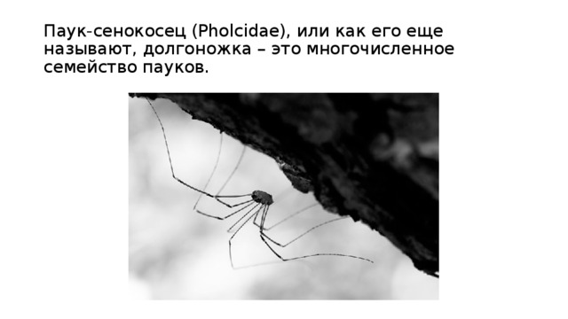 Паук-сенокосец (Pholcidae), или как его еще называют, долгоножка – это многочисленное семейство пауков. 