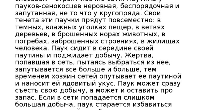 Эти пауки охотятся традиционным для пауков способом – строят ловчие сети. Паутина у пауков-сенокосцев неровная, беспорядочная и запутанная, не то что у кругопряда. Свои тенета эти паучки прядут повсеместно: в темных, влажных уголках пещер, в ветвях деревьев, в брошенных норах животных, в погребах, заброшенных строениях, в жилищах человека. Паук сидит в середине своей паутины и поджидает добычу. Жертва, попавшая в сеть, пытаясь выбраться из нее, запутывается все больше и больше, тем временем хозяин сетей опутывает ее паутиной и наносит ей ядовитый укус. Паук может сразу съесть свою добычу, а может и оставить про запас. Если в сети попадается слишком большая добыча, паук старается избавиться от нее, помогая ей освободиться и стряхнуть ее с паутины. 