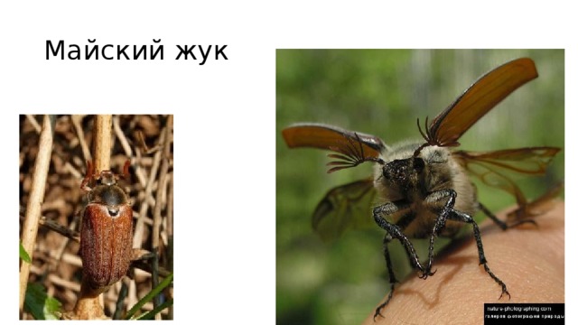 Майский жук 