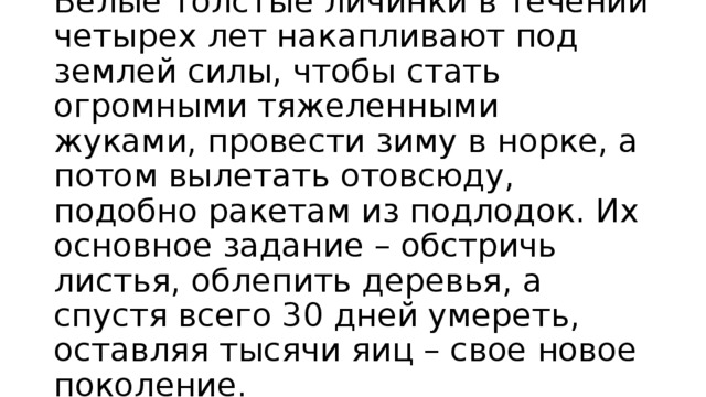 Белые толстые личинки в течении четырех лет накапливают под землей силы, чтобы стать огромными тяжеленными жуками, провести зиму в норке, а потом вылетать отовсюду, подобно ракетам из подлодок. Их основное задание – обстричь листья, облепить деревья, а спустя всего 30 дней умереть, оставляя тысячи яиц – свое новое поколение. 