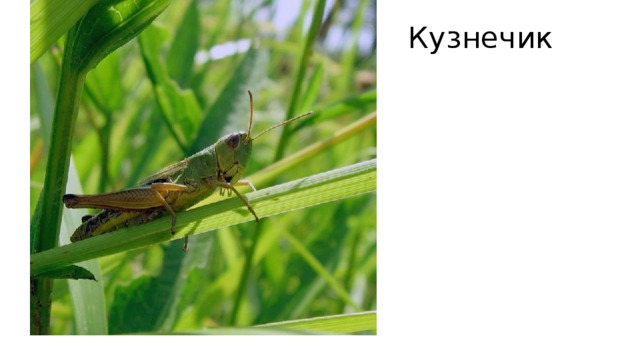 Кузнечик   