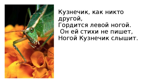 Кузнечик, как никто другой,  Гордится левой ногой.  Он ей стихи не пишет, Ногой Кузнечик слышит. 