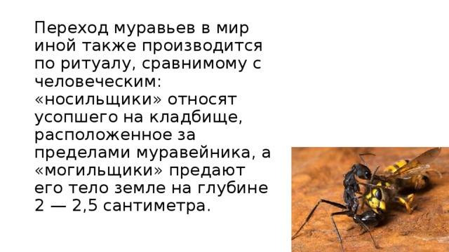 Переход муравьев в мир иной также производится по ритуалу, сравнимому с человеческим: «носильщики» относят усопшего на кладбище, расположенное за пределами муравейника, а «могильщики» предают его тело земле на глубине 2 — 2,5 сантиметра.    