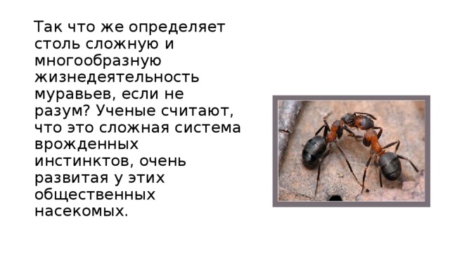 Так что же определяет столь сложную и многообразную жизнедеятельность муравьев, если не разум? Ученые считают, что это сложная система врожденных инстинктов, очень развитая у этих общественных насекомых.    
