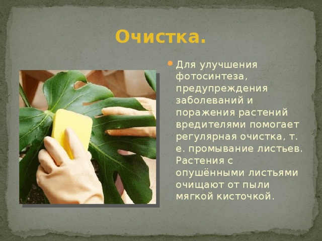 Очистка. Для улучшения фотосинтеза, предупреждения заболеваний и поражения растений вредителями помогает регулярная очистка, т. е. промывание листьев. Растения с опушёнными листьями очищают от пыли мягкой кисточкой. 