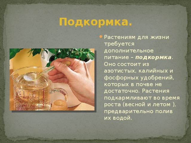 Подкормка. Растениям для жизни требуется дополнительное питание – подкормка . Оно состоит из азотистых, калийных и фосфорных удобрений, которых в почве не достаточно. Растения подкармливают во время роста (весной и летом ), предварительно полив их водой. 