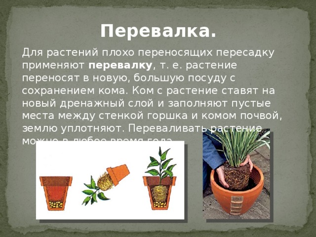 Перевалка. Для растений плохо переносящих пересадку применяют перевалку , т. е. растение переносят в новую, большую посуду с сохранением кома. Ком с растение ставят на новый дренажный слой и заполняют пустые места между стенкой горшка и комом почвой, землю уплотняют. Переваливать растение можно в любое время года. 