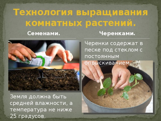 Технология выращивания комнатных растений. Семенами. Черенками. Черенки содержат в песке под стеклом с постоянным опрыскиванием. Земля должна быть средней влажности, а температура не ниже 25 градусов. 