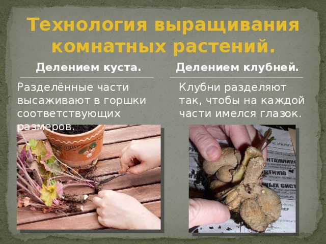 Технология выращивания комнатных растений. Делением куста. Делением клубней. Разделённые части высаживают в горшки соответствующих размеров. Клубни разделяют так, чтобы на каждой части имелся глазок. 