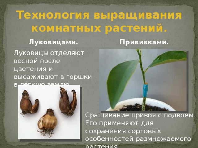 Технология выращивания комнатных растений. Луковицами. Прививками. Луковицы отделяют весной после цветения и высаживают в горшки в лёгкую землю. Сращивание привоя с подвоем. Его применяют для сохранения сортовых особенностей размножаемого растения. 