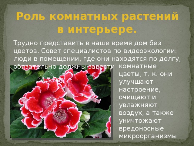 Роль комнатных растений в интерьере. Трудно представить в наше время дом без цветов. Совет специалистов по видеоэкологии: люди в помещении, где они находятся по долгу, обязательно должны завести комнатные цветы, т. к. они улучшают настроение, очищают и увлажняют воздух, а также уничтожают вредоносные микроорганизмы. 