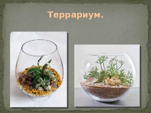 Террариум. Цветочная композиция внутри стеклянного сосуда. 