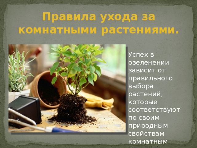 Правила ухода за комнатными растениями. Успех в озеленении зависит от правильного выбора растений, которые соответствуют по своим природным свойствам комнатным условиям. 