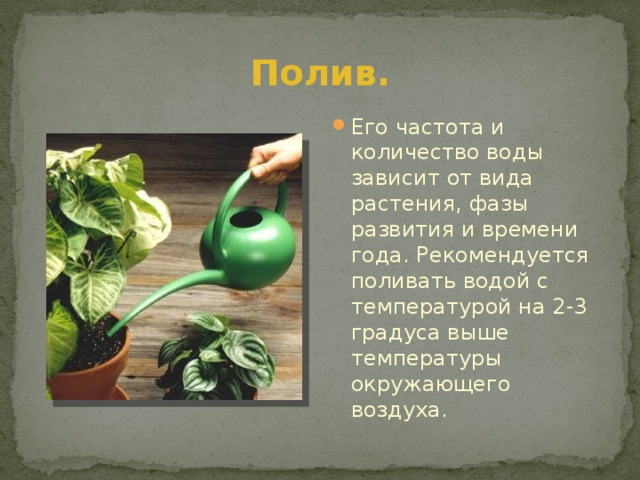 Полив. Его частота и количество воды зависит от вида растения, фазы развития и времени года. Рекомендуется поливать водой с температурой на 2-3 градуса выше температуры окружающего воздуха. 