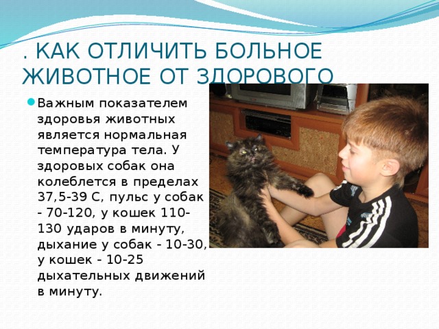 Температура тела кошки