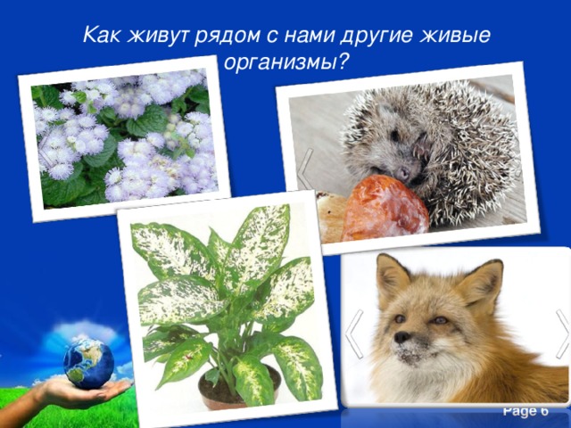 Как живут рядом с нами другие живые организмы? 