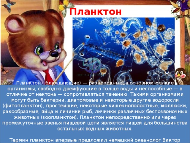 Планктон Планктон ( блуждающие) — разнородные, в основном мелкие организмы, свободно дрейфующие в толще воды и неспособные — в отличие от нектона — сопротивляться течению. Такими организмами могут быть бактерии, диатомовые и некоторые другие водоросли (фитопланктон), простейшие, некоторые кишечнополостные, моллюски, ракообразные, яйца и личинки рыб, личинки различных беспозвоночных животных (зоопланктон). Планктон непосредственно или через промежуточные звенья пищевой цепи является пищей для большинства остальных водных животных. Термин планктон впервые предложил немецкий океанолог Виктор Хензен в конце 1880-х. 
