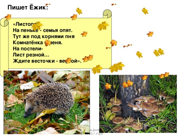 Пишет Ёжик: «Листопад. На пеньке - семья опят. Тут же под корнями пня Комнатёнка у меня. На постели- Лист резной… Ждите весточки - весной». Гильманова Зульфия Анваровна, МБОУ СОШ №126 г.Уфа 