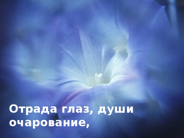 Отрада глаз, души очарование, 