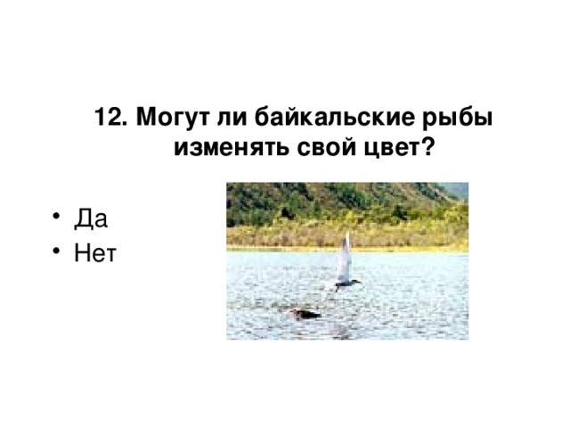 12. Могут ли байкальские рыбы изменять свой цвет?  Да Нет 